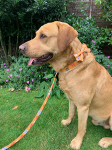 Red Fox Labrador wearing his handmade Autumnal collar, lead and bow tie. Made in the U.K. and washable. 
