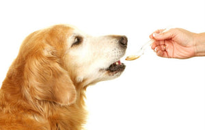 Dog taking medicine off a spoon 