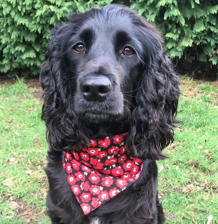 Ten Things You Know If You Own A Spaniel – Leo Charley & Me