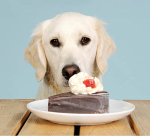 Dog with chocolate cake