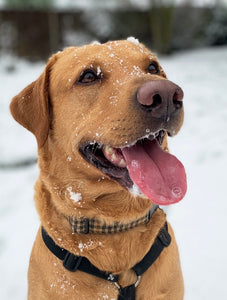Caring for your dog during the Winter months