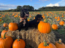 Two gorgeous spaniels picking pumpkins wearing their handmade Pumpkin Patch dog bandanas. Made in the UK. 