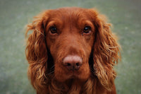 Spaniel wearing a handmade dog collar raising money for Spaniel Aid U.K.  