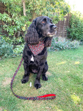 Charley the cocker spaniel wearing her Crimson Posy luxury dog acces  