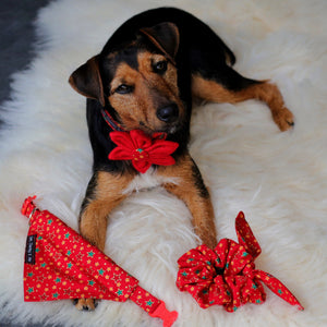 Parsons Jack Russell terrier wearing her Christmas Star accessories. Handmade in England 