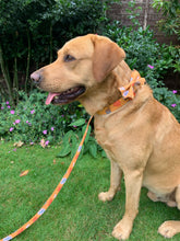 Red Fox Labrador wearing his handmade Autumnal collar, lead and bow tie. Made in the U.K. and washable. 