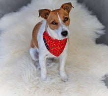 Jack Russell terrier wearing her Christmas Star collar and bandana. Handmade in the UK and washable