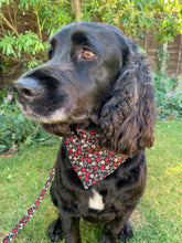 Charley the cocker spaniel wearing her Crimson Posy bandana, collar and lead.  Made by hand in the UK