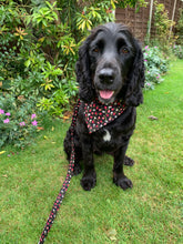 Black Spaniel wearing her handmade floral dog collar, bandana and lead in black with pink flowers. Made in the U.K. and washable. 