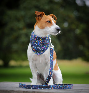 Parsons Jack Russell Gertie wearing a confetti print collar, bandana and lead. made in the UK 